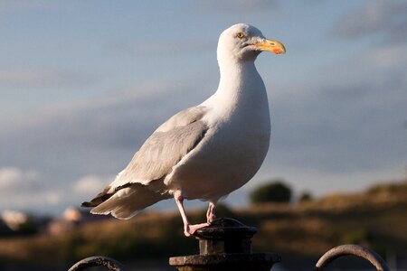 Plover like charadriiformes gull birds photo