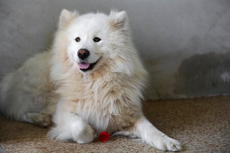White furry dog photo