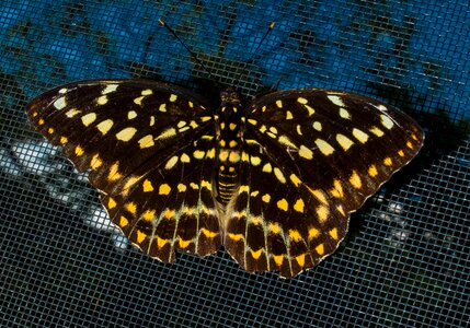 Butterfly insect public record