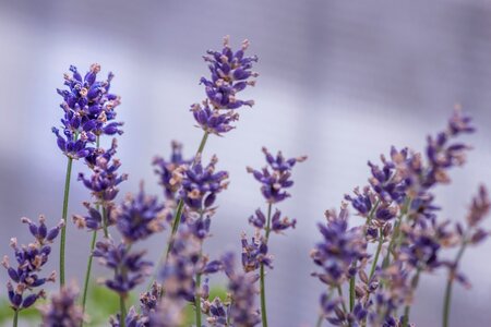 Lavender balcony plant flower box photo