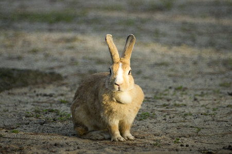 16 Rabbit