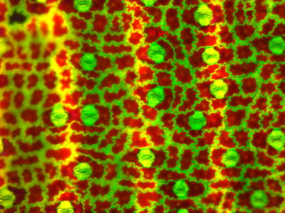 Cell colorful colors