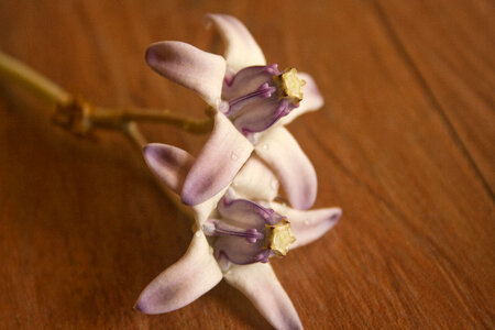 Small Purple Flower