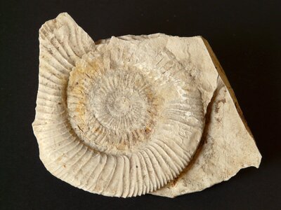 Shell limestone fossil photo