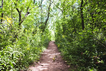 Dirt Path In Trees photo