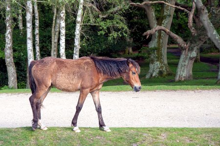 New forest pony new forest animal