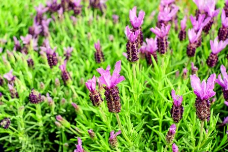 Aromatic beautiful flowers blooming photo