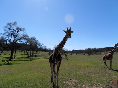 African zoo mammal photo