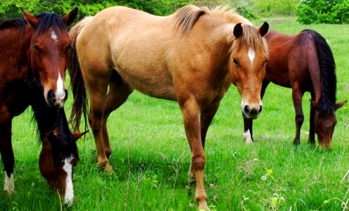 Horse stallion outdoor photo