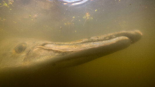 Alligator gar-2 photo