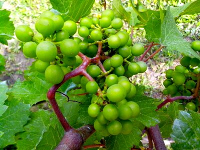 Fruit grape greenery
