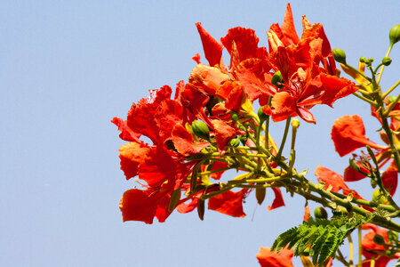 Orange Flower Leaves