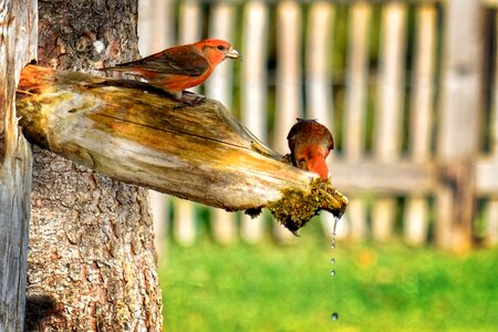Bird water drink