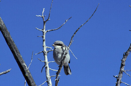 Loggerhead shrike