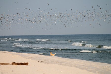 Ocean dog seagulls photo