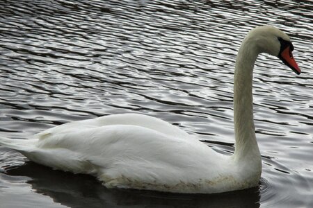 Swan bird feather