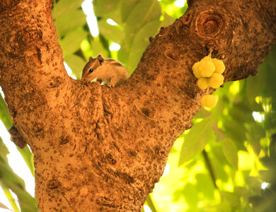 Squirrel On Tree photo