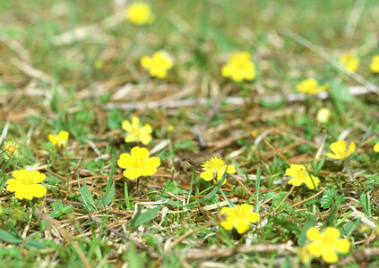 Macro of bright yellow flowers of Greater celandine photo