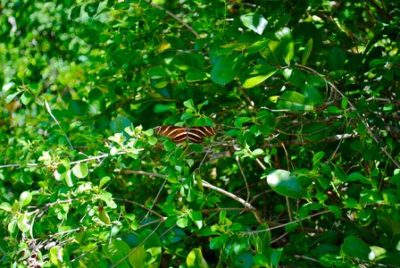 Crane point nature center butterfly