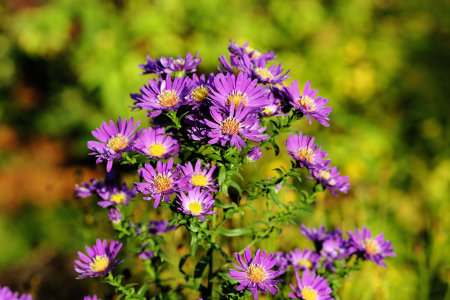 Flowers purple late summer