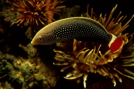 Fish red underwater photo