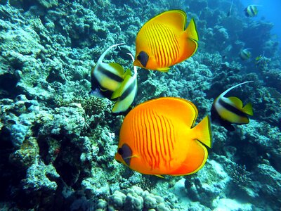 Butterflyfish bannerfish underwater world