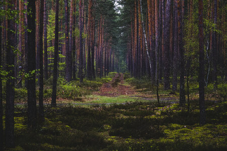 Path in Coniferous Forest photo