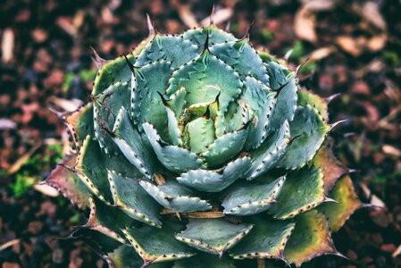 Beautiful Photo cactus dark green