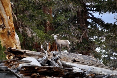 Animal big horn sheep