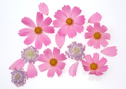Cosmos flower and petals isolated on white background photo