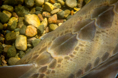 Pallid Sturgeon-1