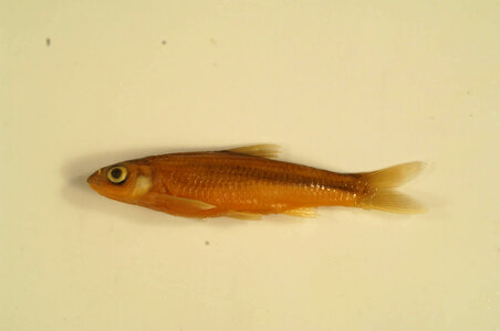 Notropis blennius-2