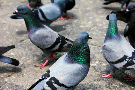 Group Of Birds Pigeons photo