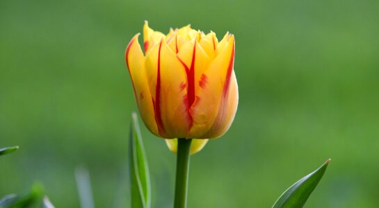 Beautiful beautiful flowers beautiful photo