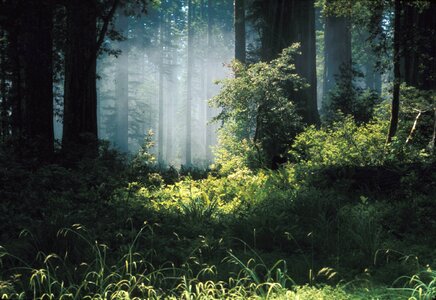 Fog in Ancient Coast Redwood Forest