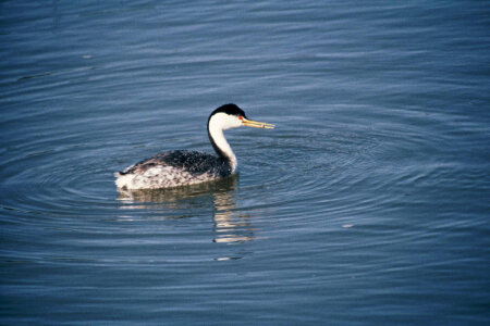 Clark's Grebe-1