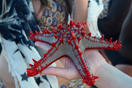 Zanzibar starfish sea photo