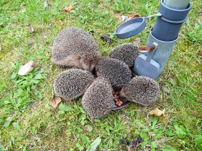 Animal igelmalzeit hedgehog family many hedgehog