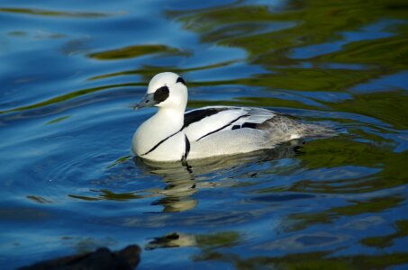 Male of Smew - Mergellus albellus photo