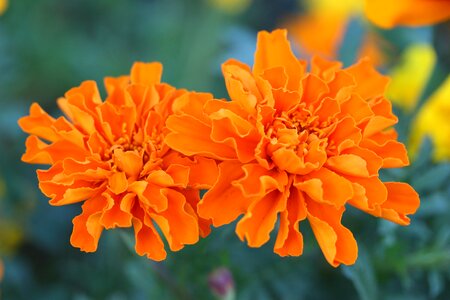 Floral plant natural