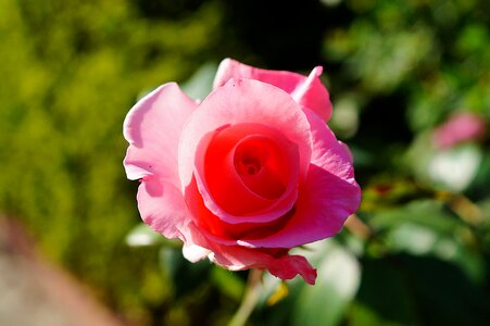 Pink tender love