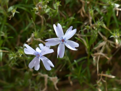 Plant light blue phlox subulata