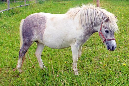 Ride pasture white photo