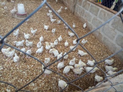 Cage farm chicks