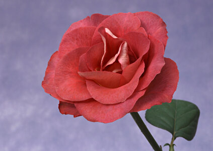 Single beautiful red rose isolated on white background photo