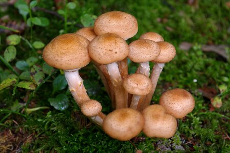 Agaric armillaria mellea forest photo