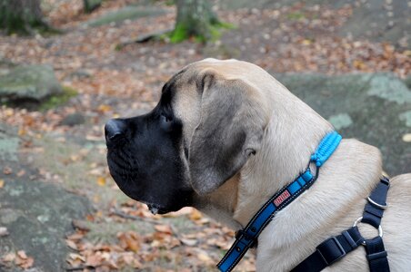 English-mastiff animals fauna