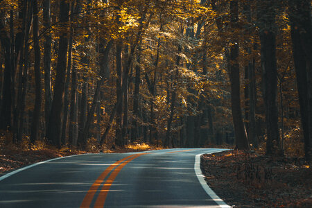 Road Curves Through Autumn Forest photo