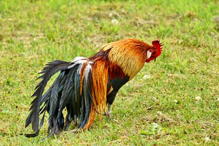 Colorful feather plumage photo