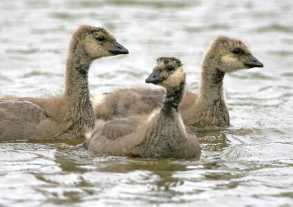 Cackling Canada goose goslings photo